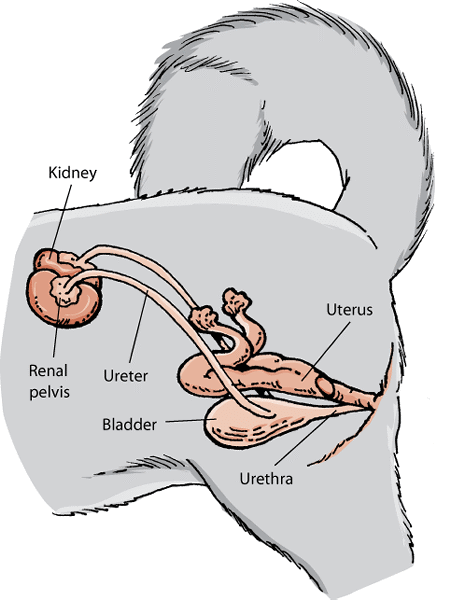 Urethral Sphincter Mechanism Incompetence in Dogs