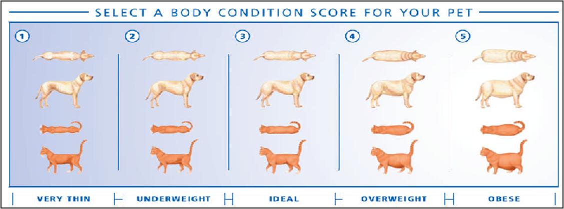 Canine Obesity Chart