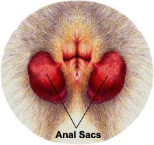 anal glands