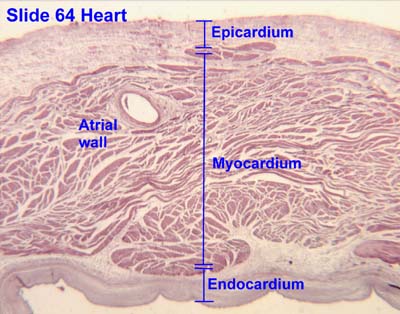 Infective Endocarditis in Dogs & Cats – A Serious Heart Wall Problem