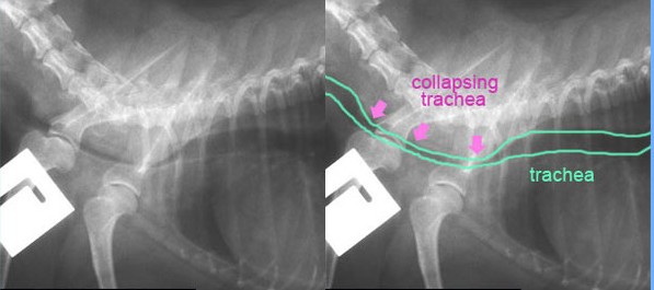 Tracheal Collapse in Dogs - Conquering the Cough