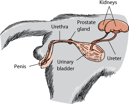 urethral