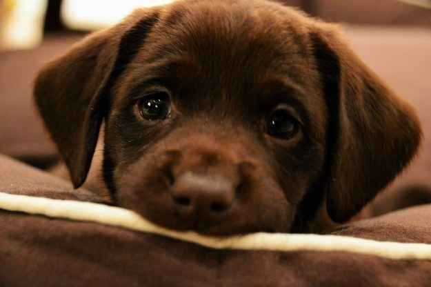 cute-brown-labrador-retriever-puppy-eyes-photo-in-michigan