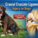 cranial cruciate ligament injury in dogs