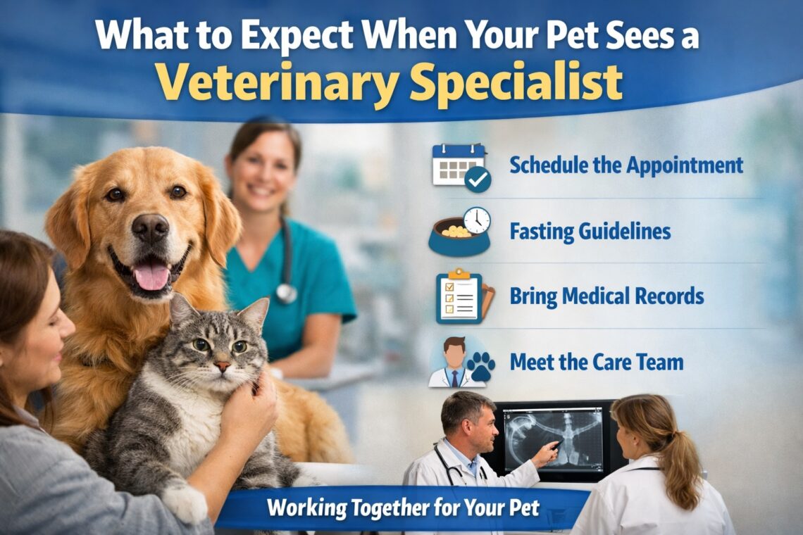 what to expect when your pet sees a veterinary specialist