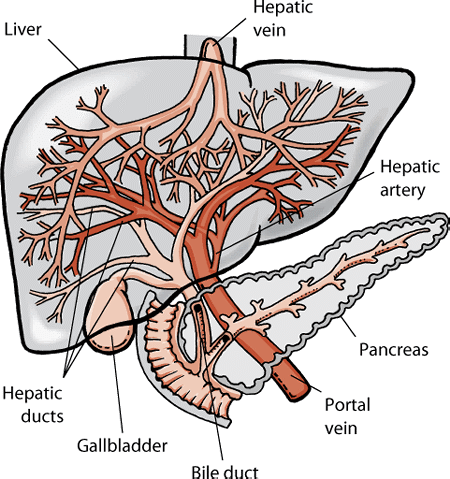 gallbladder