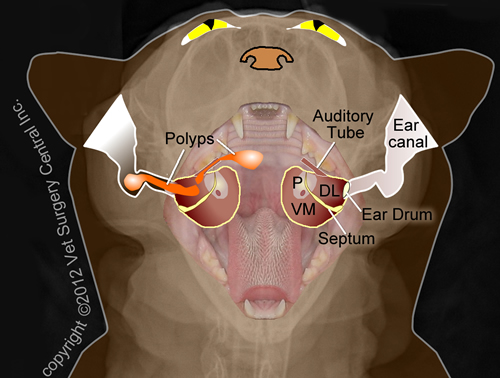 Nasopharyngeal Polyps A Tricky Airway Problem in Cats CriticalCareDVM