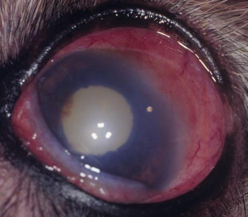 Red Eye – A Common Problem With Huge Implications