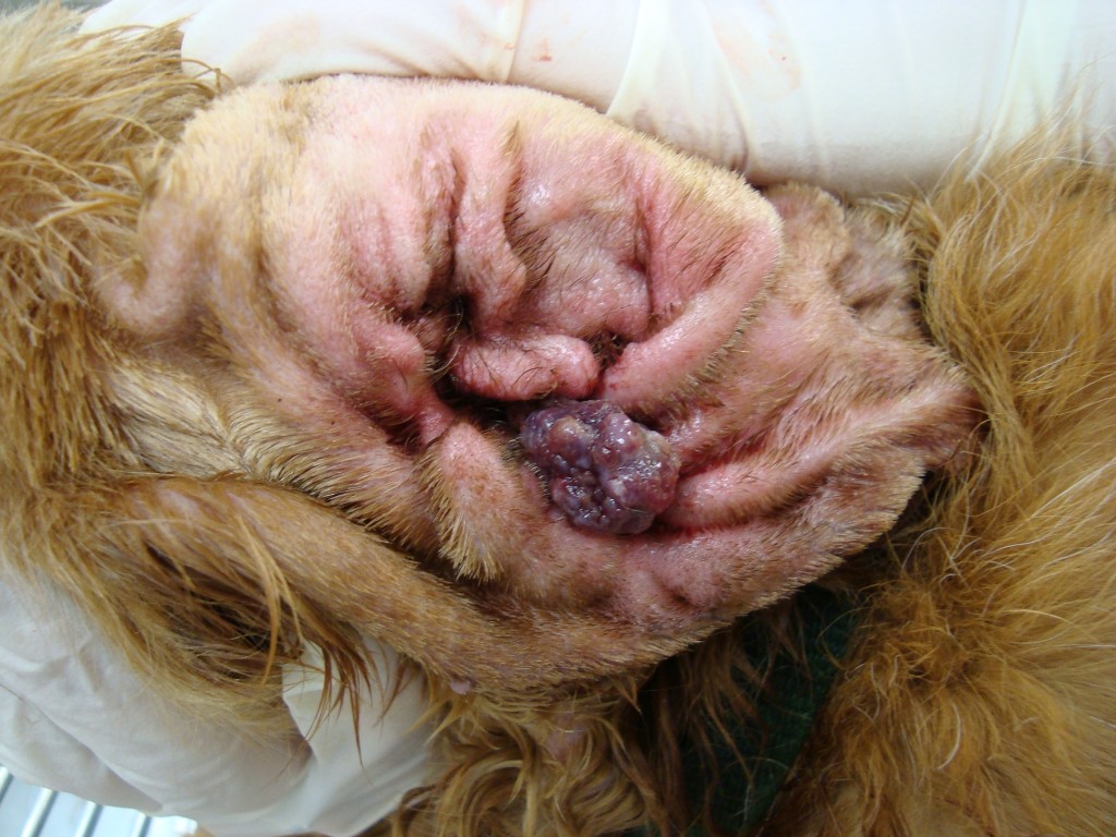 dog inflamed ear