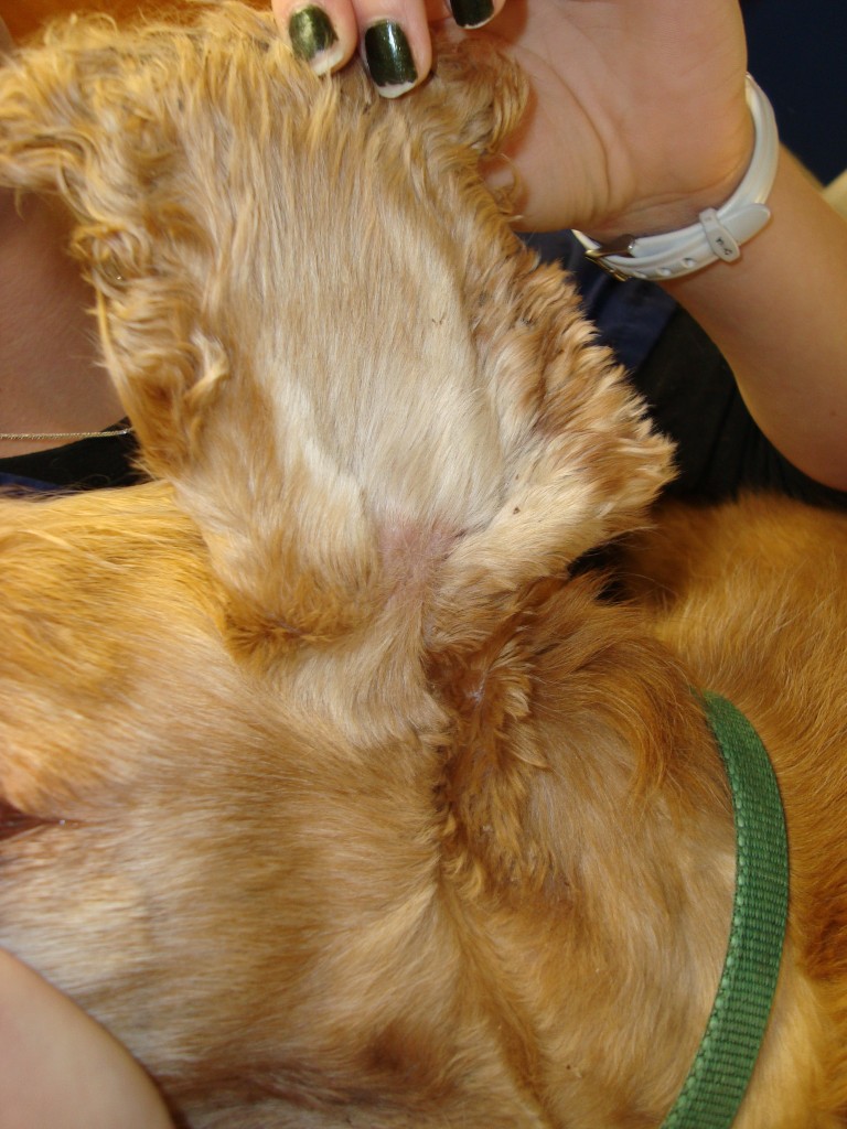 Otitis Externa - A Common Ear Problem in Dogs