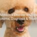 Addison’s disease in dogs