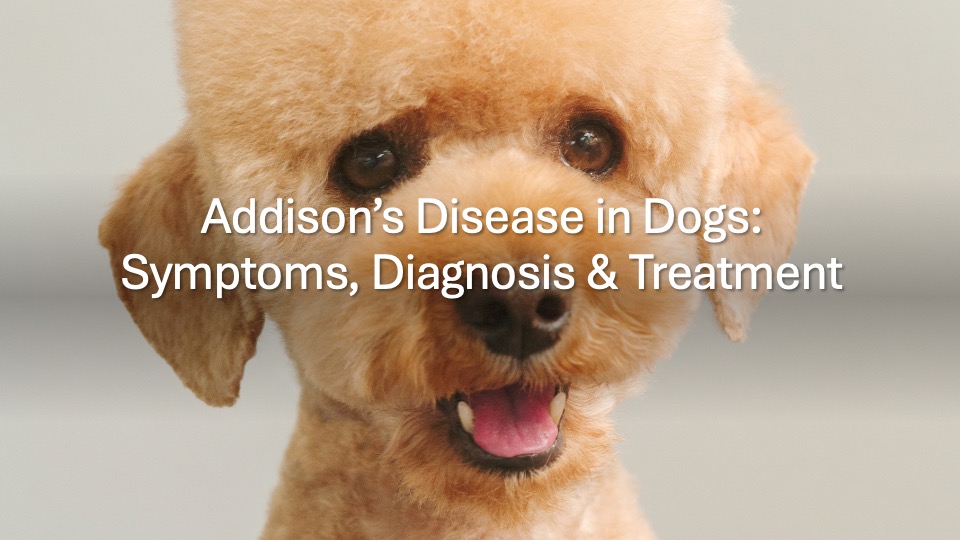 Addison’s disease in dogs