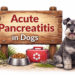 acute pancreatitis in dogs