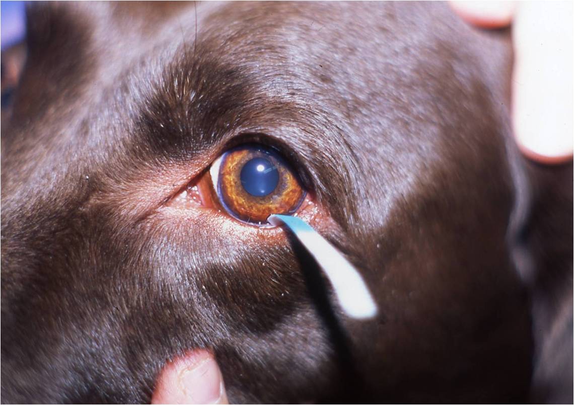 Red Eyes in Dogs &amp; Cats Never Ignore Them!