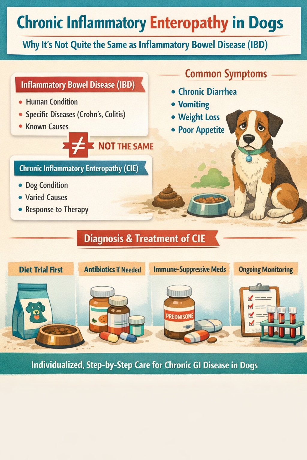 chronic inflammatory enteropathy in dogs