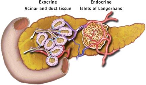 EPI - Exocrine Pancreatic Insufficiency: A Lack of Digestive Enzymes