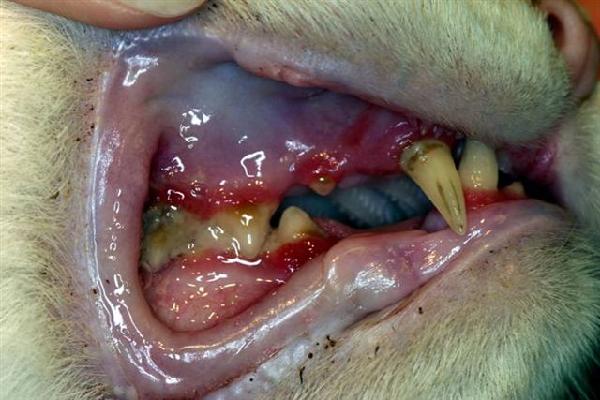 Stomatitis in Cats A Profoundly Painful Dental Problem