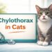 Chylothorax in cats