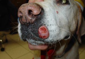 Mast Cell Tumors in Dogs – A Common Canine Skin Cancer