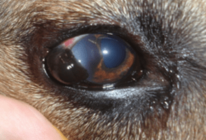 Malignant Melanoma in Dogs – A Colorful Canine Cancer