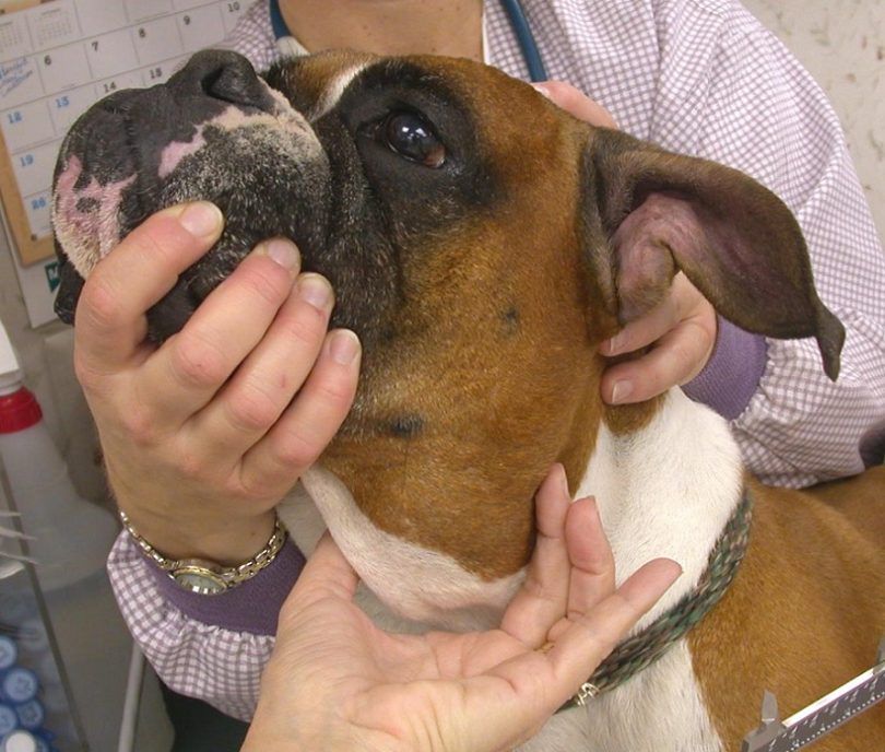 Enlarged Lymph Nodes In Dogs Cats A Swelling Not To Be Ignored 