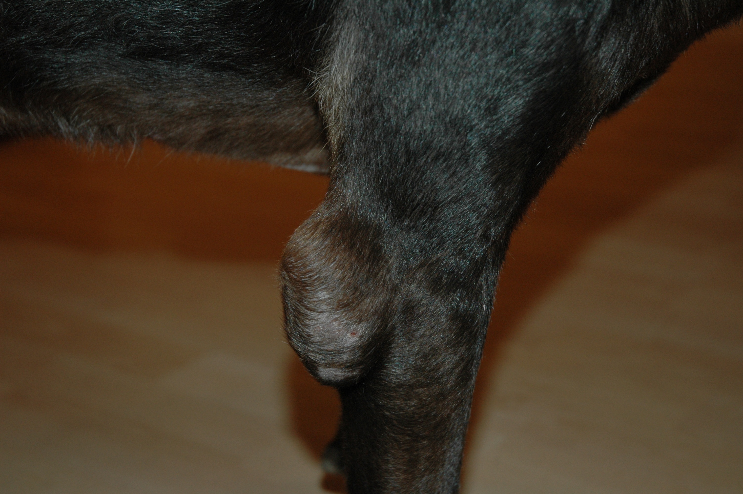 Опухла лапка у. Бурсит локтевого сустава у собак. Бурсит скакательного сустава у собак.
