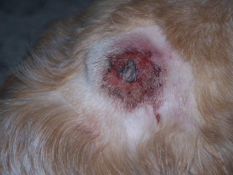 Drop It Like It’s Hot Spots - Pyotraumatic Dermatitis in Dogs