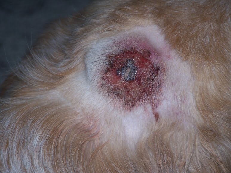 Drop It Like It’s Hot Spots Pyotraumatic Dermatitis in Dogs
