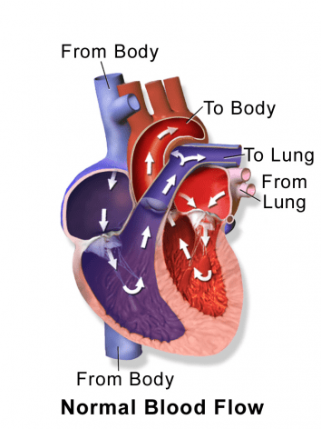 Congestive Heart Failure (CHF) in Dogs – When the Blood Pump Fails!