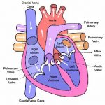 Dilated Cardiomyopathy in Dogs – When the Heart Becomes Too Big