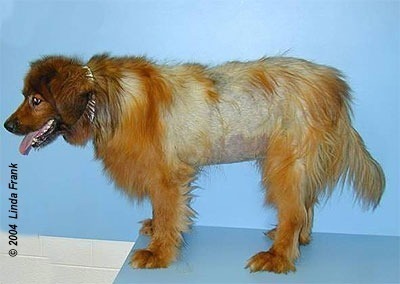 Alopecia in Dogs & Cats - Why Your Pet is Losing Hair - CriticalCareDVM