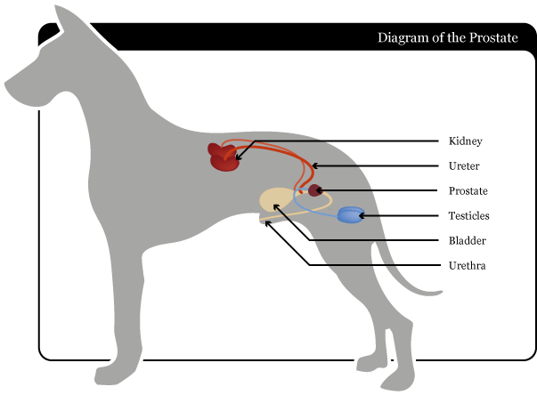 prostate biopsy dog