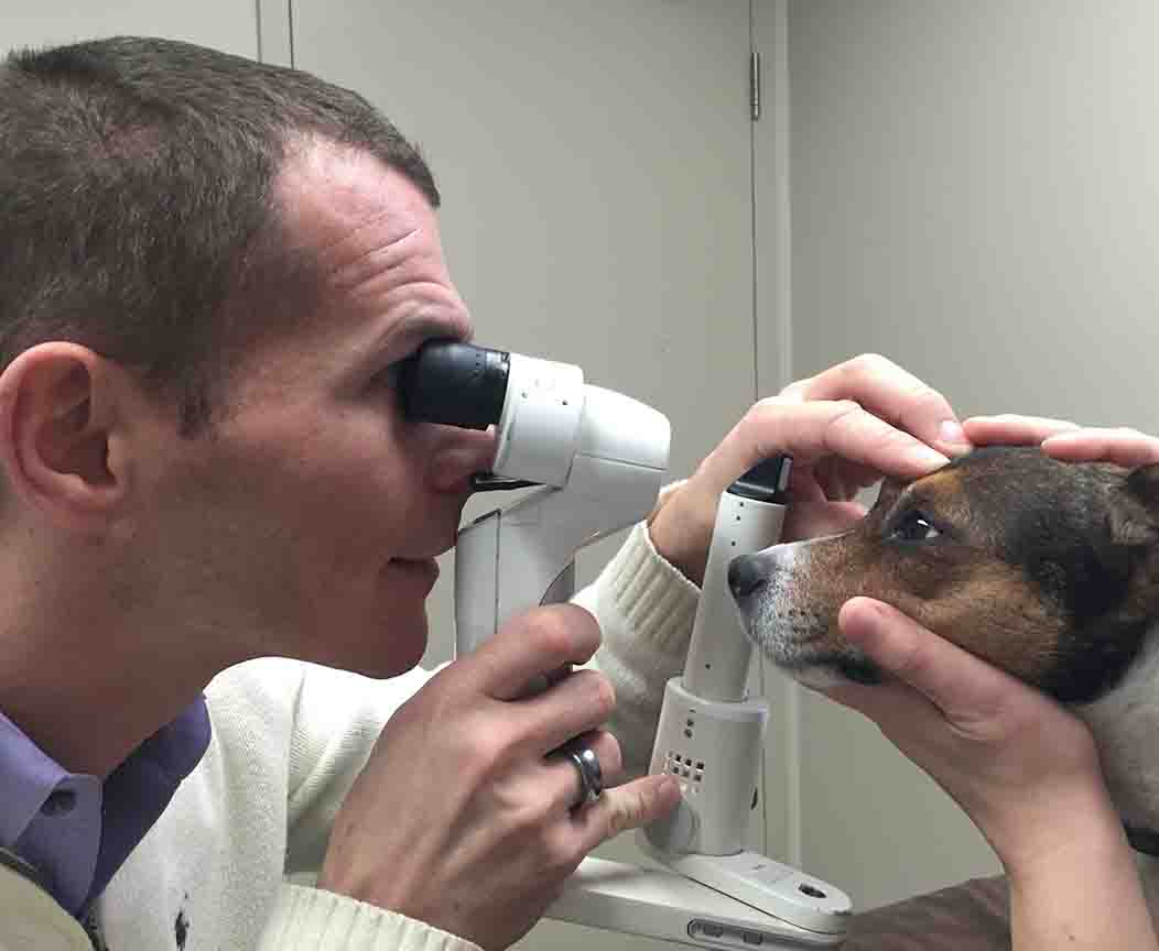 Uveitis In Dogs And Cats A Common Eye Problem Criticalcaredvm