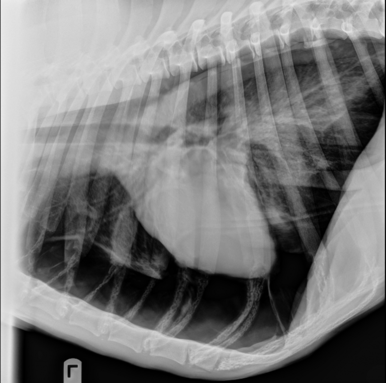 Spontaneous Pneumothorax in Dogs & Cats CriticalCareDVM