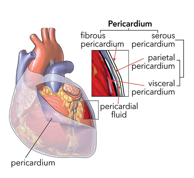 fluid sac around heart