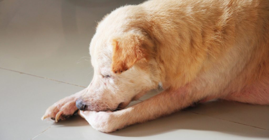 Pruritus in Dogs & Cats Why is My Pet Itchy