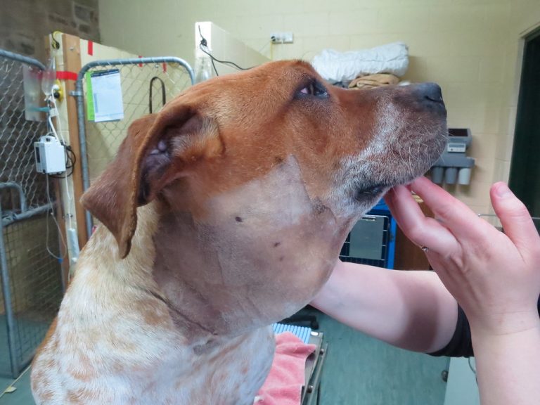 Sialoceles & Your Pets When Saliva Accumulates in the Wrong Place