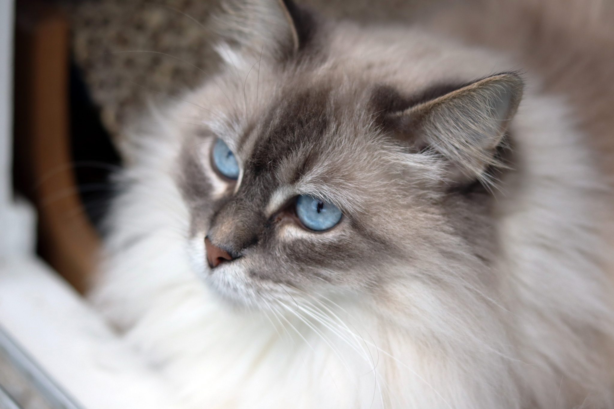 Hypertrophic Cardiomyopathy (HCM) in Cats - CriticalCareDVM