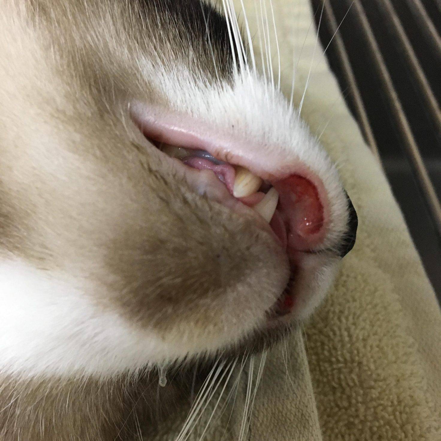 Feline Eosinophilic Granuloma Complex Criticalcaredvm 2111