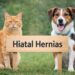 hiatal hernia in cats and dogs