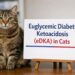 Euglycemic diabetic ketoacidosis in cats