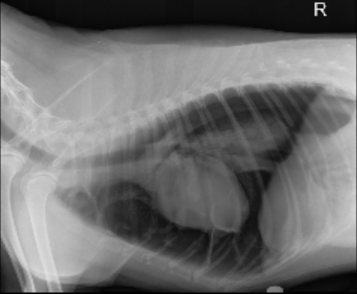 pneumothorax in dogs and cats