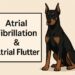 atrial fibrillation in dogs