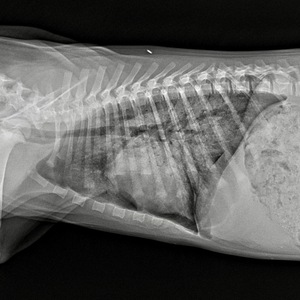 electrocution in dogs and cats