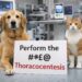 Respiratory distress in dogs and cats
