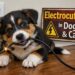 electrocution in dogs and cats
