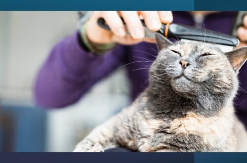 Feline Hyperesthesia Syndrome in Cats