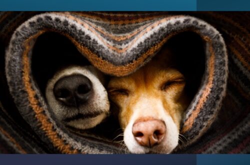 chronic diarrhea in dogs cancer risk