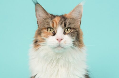 N-acetylcysteine in feline acute on chronic kidney disease