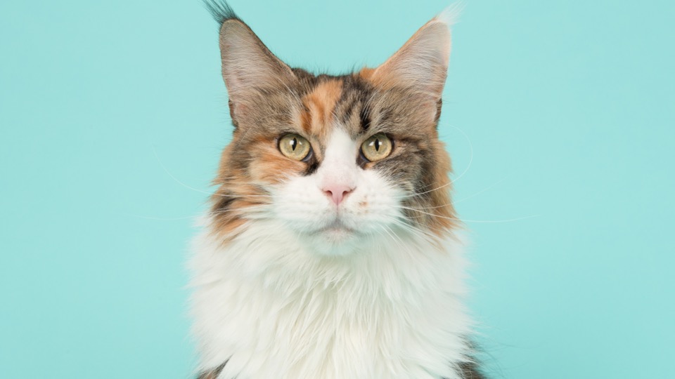 N-acetylcysteine in feline acute on chronic kidney disease